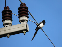 Vogels vormen geen bedreiging voor de stabiliteit van het elektriciteitsnet. (Afbeeldingsbron: pixabay/schauhi)