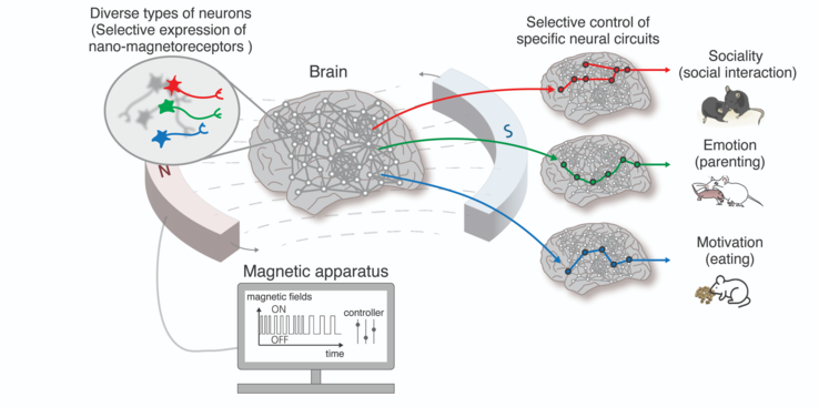 Met behulp van nano-IND technologie kunnen hersenfuncties van hogere orde, zoals emoties, sociabiliteit en overlevingsinstincten bij dieren vrij geregeld worden door selectieve controle van specifieke neuronen en hersencircuits. (Bron: EurekAlert)