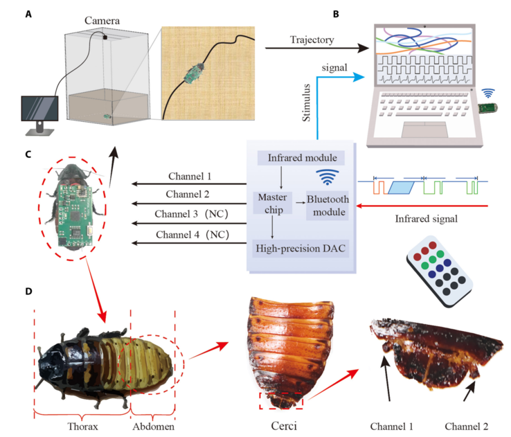 Een schematisch diagram van het bewegingssysteem voor cyborginsecten. (Afbeeldingsbron: Beijing Institute of Technology Press)