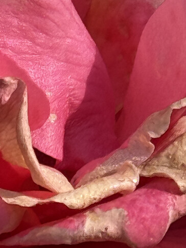 Foto gemaakt met telefotocamera (25x digitale zoom)