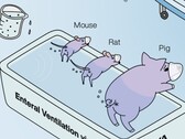 Ig Nobel toegekend aan Japanse onderzoekers die aantonen dat back-end ventillatie van dieren werkt. (Afbeeldingsbron: Enterale beademing van zoogdieren verbetert ademhalingsstilstand door R. Okabe et al.)