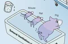 Ig Nobel toegekend aan Japanse onderzoekers die aantonen dat back-end ventillatie van dieren werkt. (Afbeeldingsbron: Enterale beademing van zoogdieren verbetert ademhalingsstilstand door R. Okabe et al.)