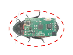 De cyborg-insecten voor dit onderzoek waren de Madagaskar sissende kakkerlakken. Hier ziet u een afbeelding met een draadloze stimulatierugzak op zijn rug. (Afbeeldingsbron: Beijing Institute of Technology Press)