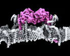 De PINK1-eiwitten, vastgemaakt aan het membraan van een mitochondrium. (Afbeeldingsbron: WEHI)