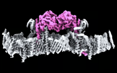 De PINK1-eiwitten, vastgemaakt aan het membraan van een mitochondrium. (Afbeeldingsbron: WEHI)