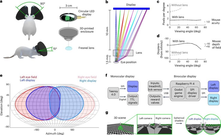 Muizen die de MouseGoggles headset dragen, kunnen eindeloos door virtuele werelden lopen, waardoor het vervelende bouwen van muizendoolhoven overbodig wordt. (Afbeeldingsbron: M. Isaacson et al. via Nature Methods)