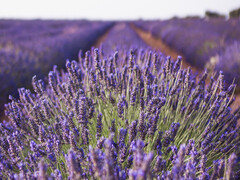 Linalool kan worden gemaakt van lavendel en is meer dan alleen een geur, want het kan worden gebruikt voor NaS-batterijen (Afbeeldingsbron: pixabay)