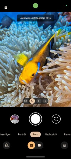 De Pixel camera-app zou nu betere foto's onder water maken.