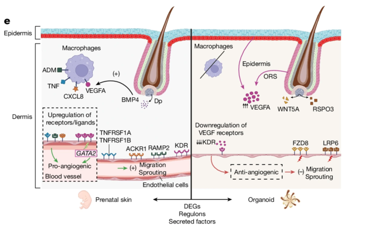 Schematische weergave van verschillen tussen prenatale huid en SkO's in pro- en anti-angiogene factoren en bijbehorende receptoren. (Afbeeldingsbron: Nature)